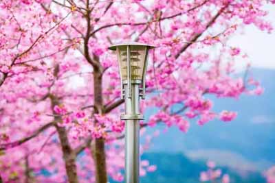 永福櫻花園