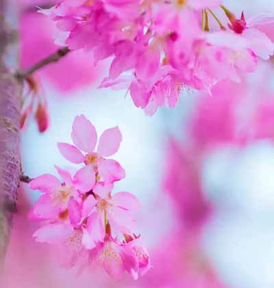 永福櫻花園