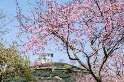 永福櫻花園