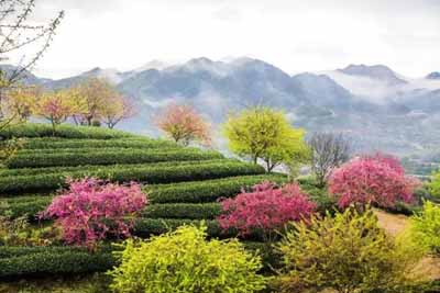 永福櫻花園