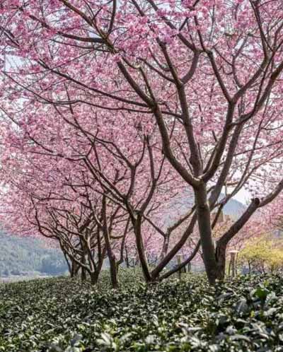 永福櫻花園