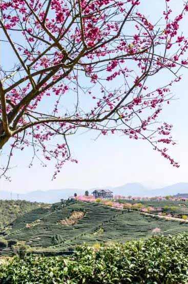 永福櫻花園