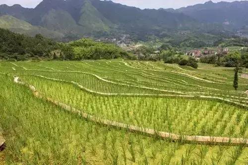 田園綜合體規(guī)劃,田園綜合體規(guī)劃,農業(yè)旅游規(guī)劃